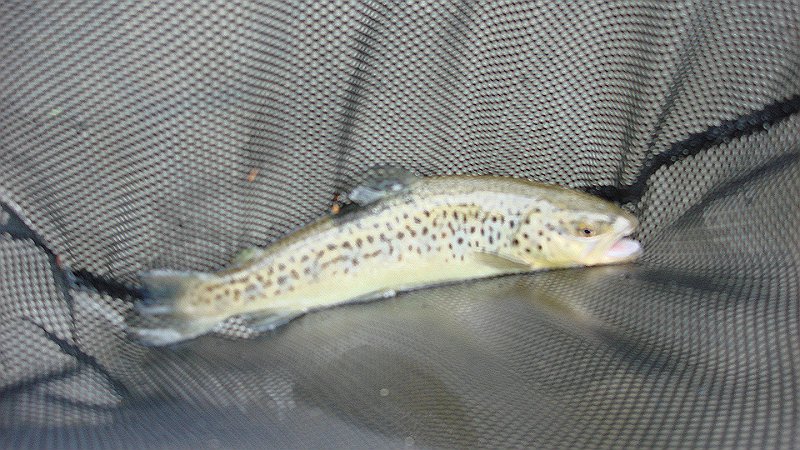 Kettle Brown5.JPG